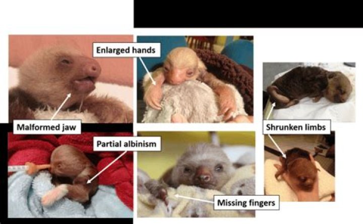Sloth Deformities a study Indiegogo