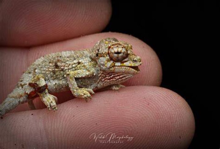So this happened Other Lizards MorphMarket Reptile Community