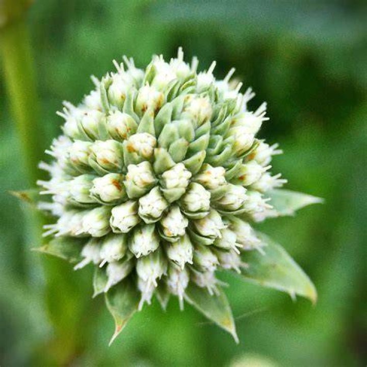Sovereignty Herbs Transmutation Rattlesnake Master