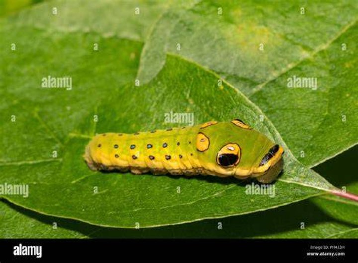 Spicebush Swallowtail Caterpillar