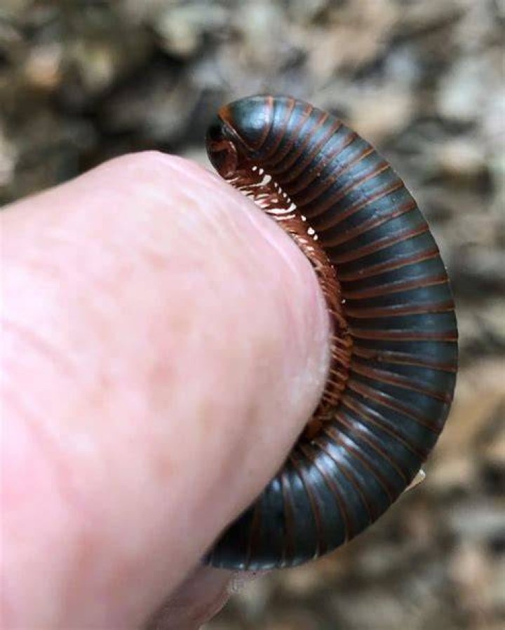 ThousandLegged Worms Make Walking Look Easy Our Mississippi Home