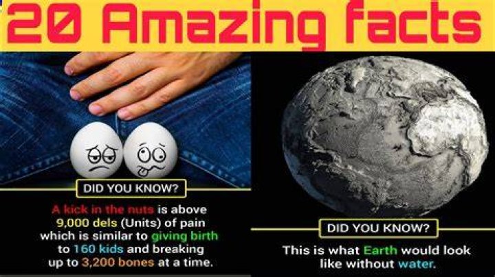 Top 10 interesting facts about seal Depth World