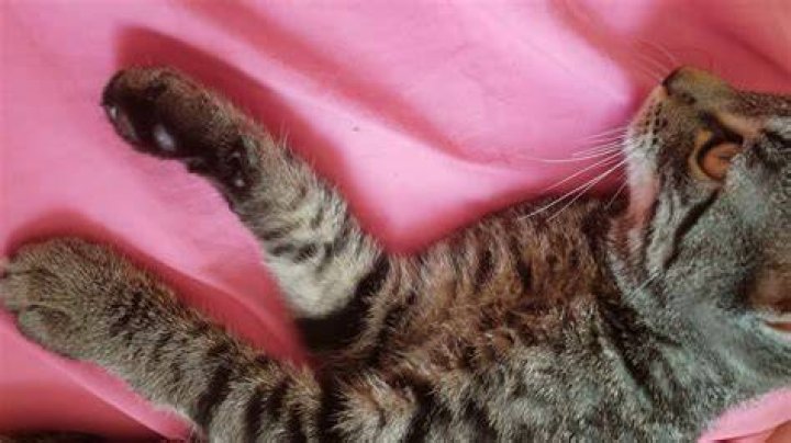 Tube Kitty Lucy YouTube