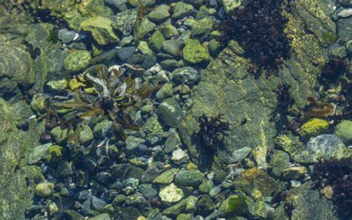 Understanding The Alluvium Marine Price: What You Need To Know