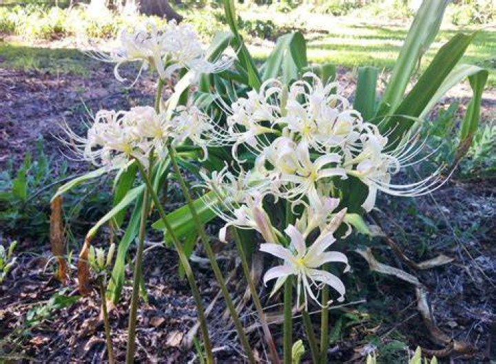 White Spider Lily (Lycoris albiflora) Southern Bulbs